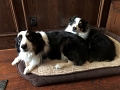 2021-10_CuddlePups (1)